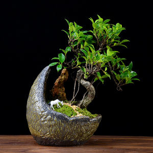 小叶榕树盆景s型