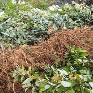 老鹰茶树苗正宗四川红老鹰茶老荫茶苗老阴茶苗 茶园直供 品种优良