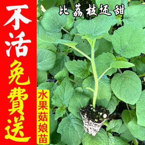 东北姑娘果苗灯笼果种子孖红大黄菇娘果水果四季盆栽树苗孑果树