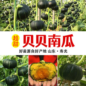 绿贝贝南瓜种子板票小南瓜种籽新品种甜香糯高产早熟春秋蔬菜种子
