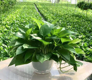 绿萝盆栽水养办公室内桌面小盆栽花卉绿箩四季好养绿植物新疆西藏