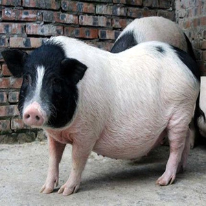 小型猪品种大全及图片图片