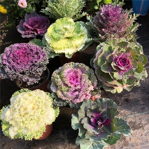 羽衣甘蓝盆栽阳台室外露天地栽花苗耐寒耐冻冬季花卉花园彩色植物