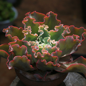 贵货高沙之翁舞会红裙婚纱法国皇后包菜缀化多肉植物系列窗口绿植