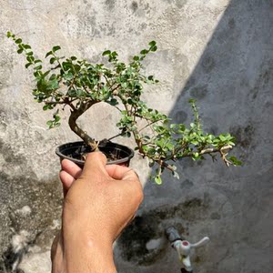 海南香兰树盆景稀有品种庭院悬崖造型植物名贵树种开花浓香3年海