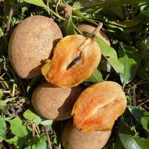 海南人心果人参果仙人果10斤罕见没见过稀奇古怪稀有水果人参果