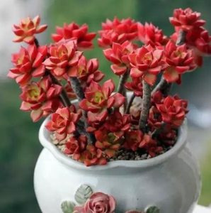 火焰蒂亚 云南包邮露养老桩群生多肉植物 室内美观趣味好养盆栽