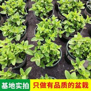 070人付款淘宝薄荷盆栽可食用四季阳p台种植箱草柠檬懒人吸水盆加仑猫