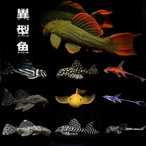坦克异形鱼