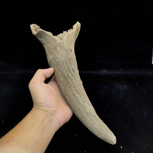 冰河时期动物牛角化石野牛角化石原石动物骨头化石古生物化石标本