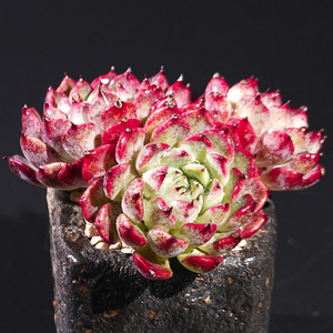 沙罗姬牡丹多肉植物稀有罕见进口贵货绿植盆栽组合多头群生老桩