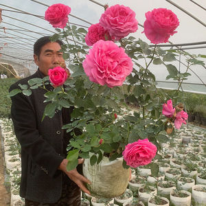 001人付款淘宝年上欢红绒花红木香本月季蔷薇花苗爬藤绿植四季开花