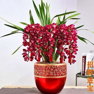 (爆盆10苗带原盆土发货) 超香兰花 招财进宝 四季开花 超好养