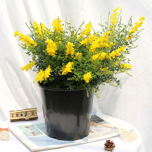 金雀花卉盆栽室内桌面庭院植物盆景黄金雀金雀梅黄金万两