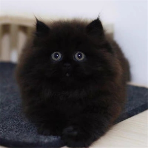 山东临清狮子猫幼猫纯白纯黑长毛异瞳鸳鸯眼蓝眼睛金瞳黄眼狮子猫