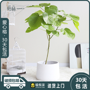 榕树盆景植物室内客厅