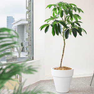 植匠旗舰店天猫日本大叶伞老桩ins风室内盆栽落地造型植物客厅大型