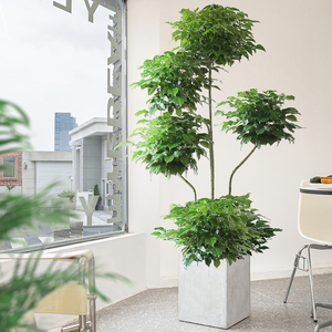 五层幸福树客厅大盆栽轻奢落地绿植开业乔迁绿色好养室内大型植物