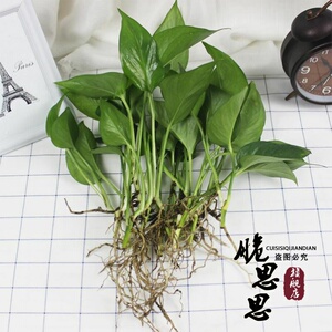 绿萝苗不带盆水养不要盆单只室内水培植物花卉单株绿萝不含盆带