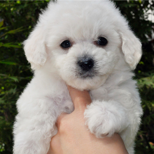 重庆泰迪幼犬纯种狗狗灰色白色泰迪狗活犬灰泰迪茶杯玩具犬贵宾犬