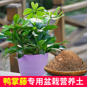 鸭掌木专用土盆栽营养土弱酸性沙质泥土壤绿植园艺家用种植土肥料
