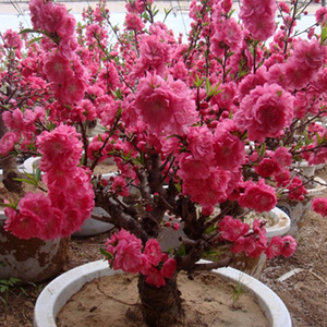 桃花树苗寿星桃苗桃花盆景碧桃苗庭院室内盆栽地栽重瓣桃花树