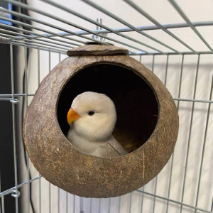 鹦鹉草窝鸟巢户外