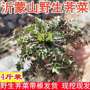 野生荠菜野菜现挖现卖新鲜包邮带根地菜蔬菜饺子包子馅北方荠荠菜