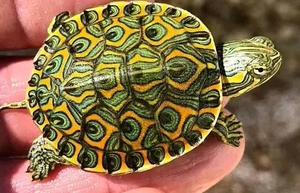 龟逍遥大河甜甜圈龟塔巴斯哥尼加拉瓜彩深水龟玩具活体宠物乌龟东