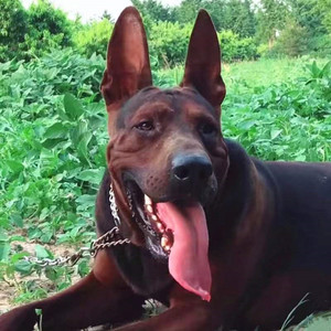 莱州红幼犬纯种莱州红活体苏联红纯种大型苏联红幼犬活体