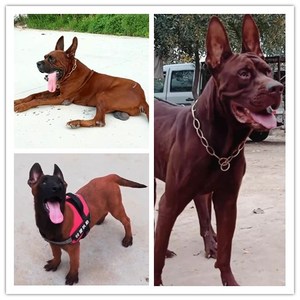 红狼犬幼犬纯种活体狼狗巨型红狼幼崽护卫犬双血统莱州红幼犬健康