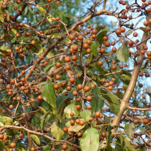 出售新采林木树种子杜梨种子杜梨树棠梨土梨带皮海棠梨野梨子种子