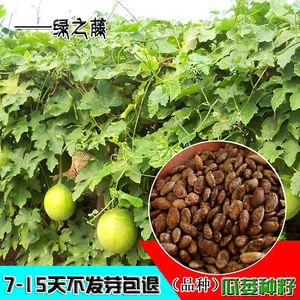 花景轩园艺淘宝农家宝908大吊瓜种苗花皮青皮青瓜黄瓜种籽孑广东