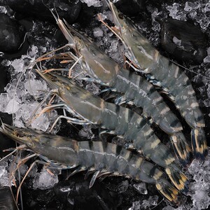 黑虎虾超大鲜活海虾活冻老虎虾青岛新鲜大虾水产深海捕捞草虾顺丰0人