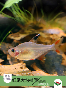青青自然观赏鱼红尾大勾扯旗灯鱼小型群游鱼热带淡水鱼水族宠物鱼