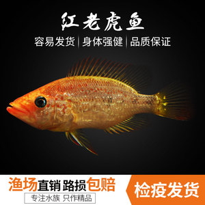 红老虎鱼金玉满堂