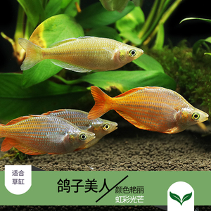 鸽子美人石美人球红尾电光美人刚果燕子红苹果美人热带观赏鱼活体