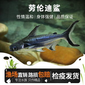 劳伦迪鲨鲶鲨鱼汗鲨成吉思汗虎头鲨鲨鱼龙配鱼大型热带观赏鱼活体