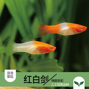运动户外 垂钓用具 鱼竿 剑鱼鲨