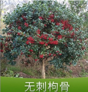 【枸骨果】枸骨果品牌,价格 - 阿里巴巴