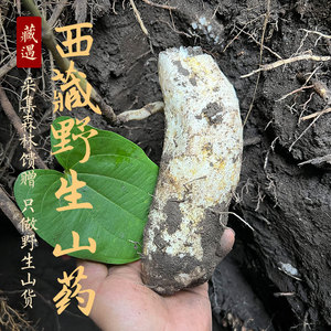 藏遇 西藏墨脱野生山药新鲜香粉糯非野生淮山药煲汤养胃1斤包邮