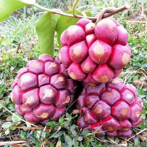 黑老虎布福娜果