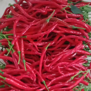 现摘现发红辣椒新鲜红色线椒农家细长尖椒辣椒酱剁椒红椒可做泡椒