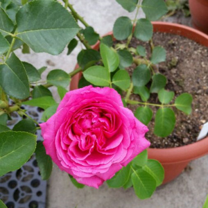 000人付款天猫伊芙小资情调月季花大苗盆栽灌木切花朵超10厘米大花