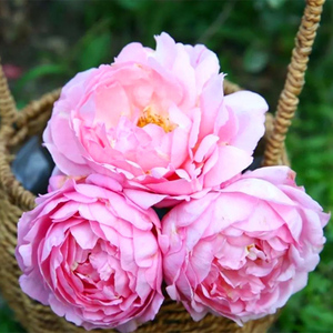 伊芙逸话 纯伊芙系列浓香切包月季花苗盆栽地栽四季花卉