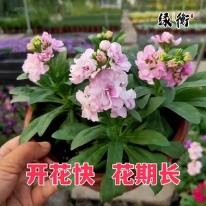 紫罗兰盆栽植物金边吊兰紫罗兰花卉室内客厅阳台好养绿植