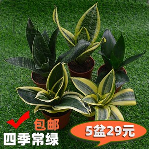 荷花兰虎皮兰水培盆栽绿植金边哈尼虎耳荷花白玉黑金花去矮种包邮