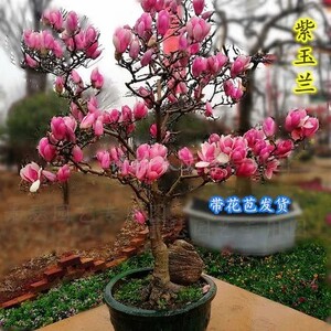 矮化紫玉兰花树苗室内阳台庭院绿化植物盆栽地栽好养易活当年开花