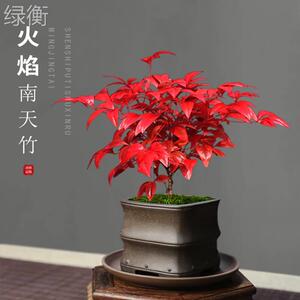 南天竹微盆景