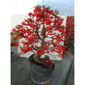 火棘树盆栽 吉祥果喜庆果 满堂红 火棘树桩 观花观果盆景红红火火